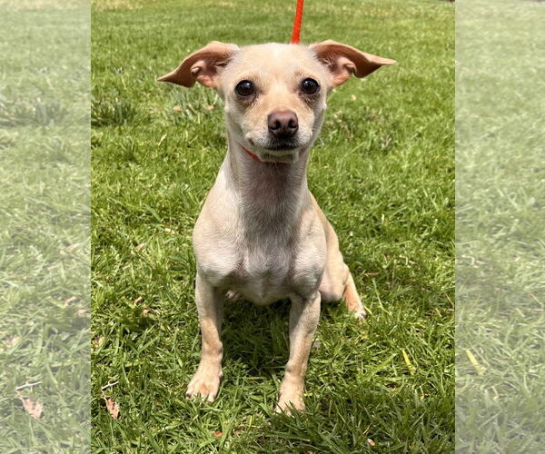 Medium Photo #1 Chihuahua-Unknown Mix Puppy For Sale in Lake Elsinore, CA, USA