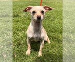 Small Chihuahua Mix