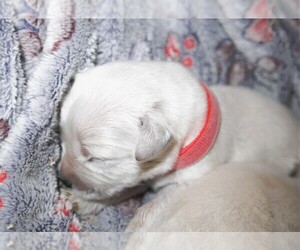 Medium English Cream Golden Retriever
