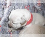 Puppy 5 English Cream Golden Retriever