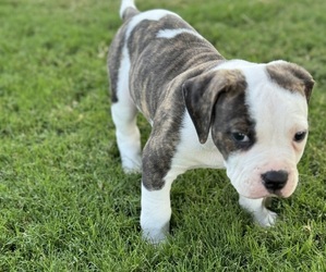 American Bulldog Puppy for Sale in CHESAPEAKE, Virginia USA