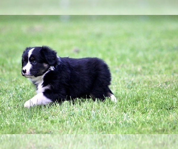 Medium Photo #10 Australian Shepherd Puppy For Sale in NEWTON FALLS, OH, USA