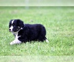 Small Photo #10 Australian Shepherd Puppy For Sale in NEWTON FALLS, OH, USA