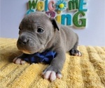 Small Photo #7 American Bully Puppy For Sale in TRENTON, FL, USA