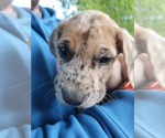 Small Photo #62 Daniff-Neapolitan Mastiff Mix Puppy For Sale in MONTEVIEW, ID, USA