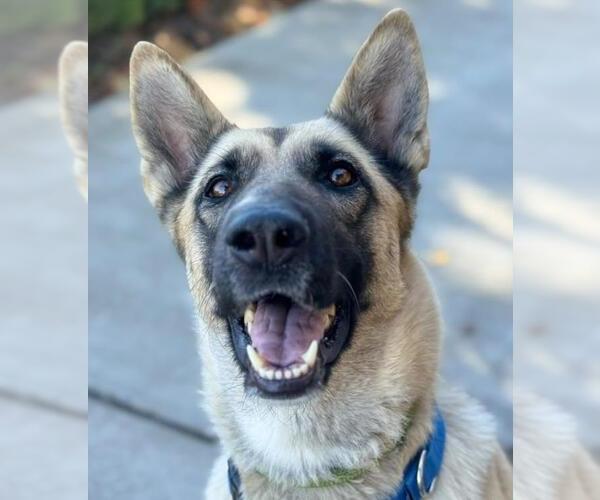 Medium Photo #1 German Shepherd Dog Puppy For Sale in Woodland, CA, USA