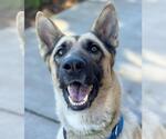 *NUTMEG - Female German Shepherd Dog Dog for Adoption - Small photo