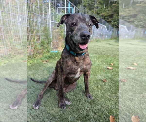 Medium Photo #2 Mutt Puppy For Sale in Calhoun, GA, USA