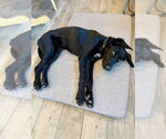 Small #7 German Shorthaired Lab