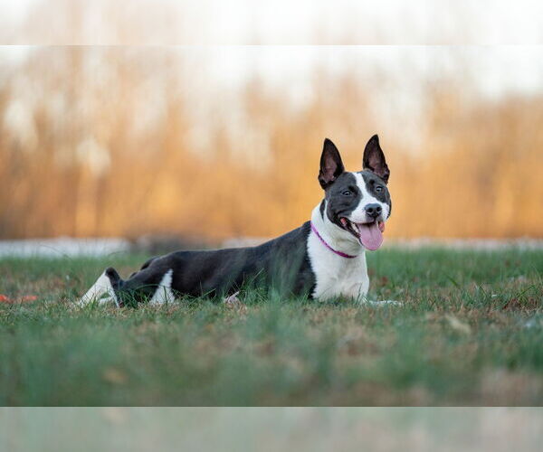 Medium Photo #3 American Staffordshire Terrier-Unknown Mix Puppy For Sale in Sykesville, MD, USA