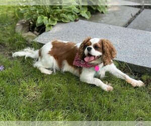 Cavalier King Charles Spaniel Dogs for adoption in St. Louis Park, MN, USA