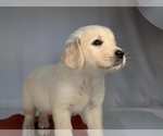 Puppy Charity English Cream Golden Retriever