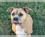 BABYGIRL - Female Mutt Dog for Adoption - Small photo