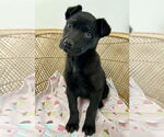 Small #1 Labrador Retriever Mix