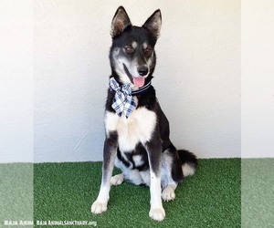Victoria - Female Siberian Husky-Unknown Mix Dog for Adoption - Photo #2