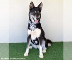 Small #1 Siberian Husky Mix