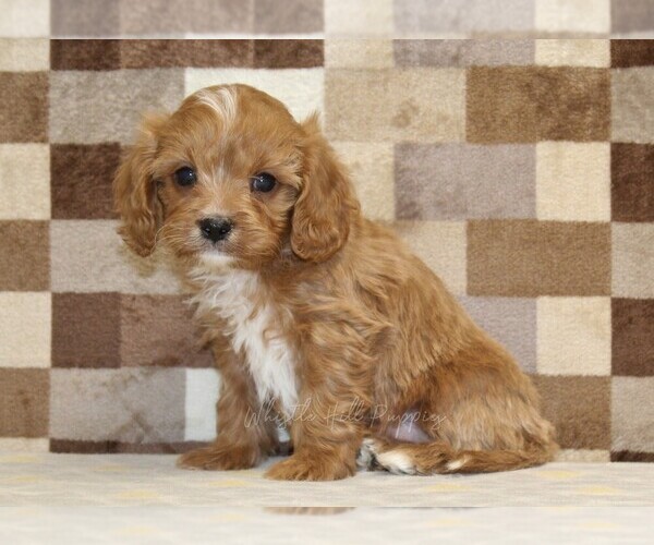 Medium Photo #4 Cavapoo (Miniature) Puppy For Sale in DENVER, PA, USA