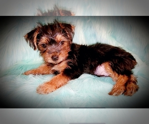Yorkshire Terrier Puppy for sale in DENVER, CO, USA