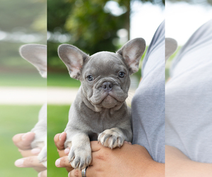 French Bulldog Puppy for sale in NAPPANEE, IN, USA