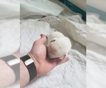 Small Photo #37 Labrador Retriever Puppy For Sale in NEW LENOX, IL, USA