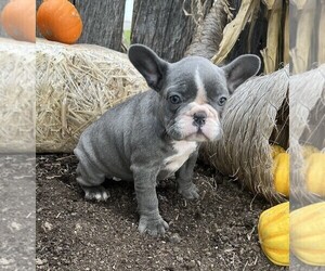 French Bulldog Puppy for sale in FREDERICKSBURG, OH, USA