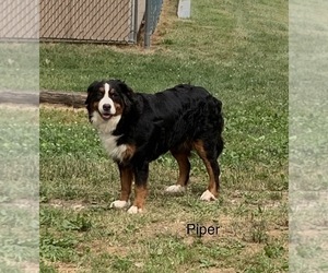 Mother of the Bernese Mountain Dog puppies born on 04/10/2023