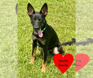 German Shepherd Dog-Unknown Mix Dogs for adoption in San Leon, TX, USA