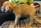 Small Photo #6 Weimaraner Puppy For Sale in DOW, IL, USA