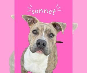 Mutt Dogs for adoption in West Valley, UT, USA