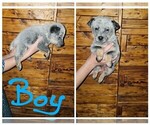 Small Photo #1 Australian Cattle Dog Puppy For Sale in BULLS GAP, TN, USA