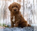 Small #3 Goldendoodle (Miniature)