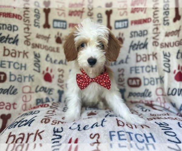 Medium Photo #4 Cavapoo Puppy For Sale in LAKELAND, FL, USA