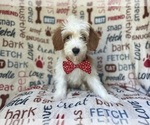 Small #3 Cavapoo
