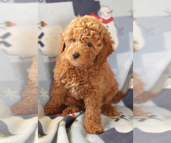 Medium Photo #6 Goldendoodle (Miniature) Puppy For Sale in MILWAUKEE, WI, USA
