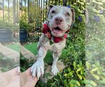 Small #8 American Pit Bull Terrier-Catahoula Leopard Dog Mix