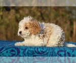 Small #10 Goldendoodle (Miniature)