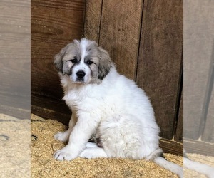 Great Pyrenees Dogs for adoption in PURCELLVILLE, VA, USA