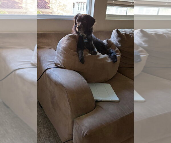 Medium Photo #3 Colonial Cocker Spaniel Puppy For Sale in Escondido, CA, USA