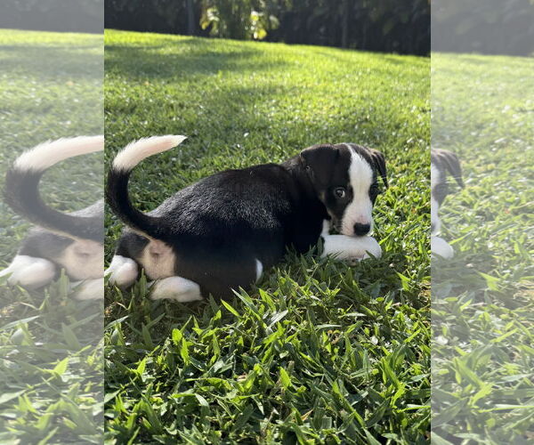 Medium Photo #3 Labrador Retriever-Unknown Mix Puppy For Sale in Royal Palm Beach, FL, USA