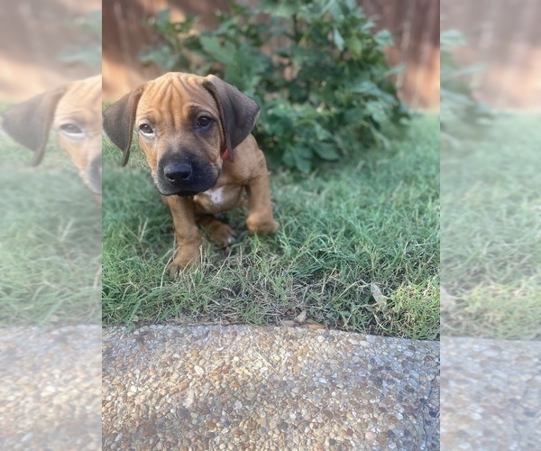 Medium Photo #16 Rhodesian Ridgeback Puppy For Sale in KELLER, TX, USA