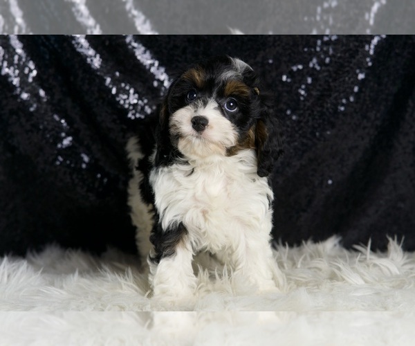 Medium Photo #6 Cavapoo Puppy For Sale in WARSAW, IN, USA