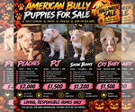 Puppy Pretty Girls American Bully