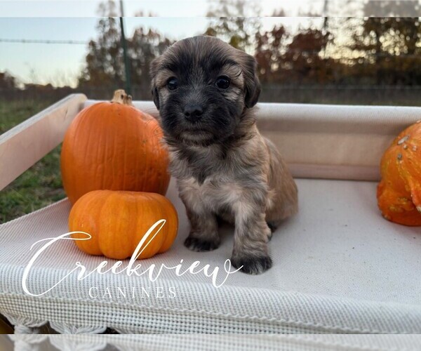 Medium Photo #3 Havanese Puppy For Sale in NIANGUA, MO, USA