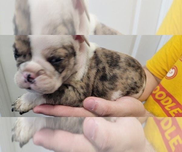 Medium Photo #6 English Bulldog Puppy For Sale in CAPE CORAL, FL, USA