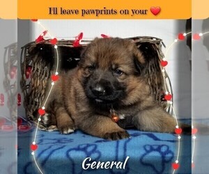 Medium German Shepherd Dog