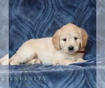 Small #2 Goldendoodle (Miniature)