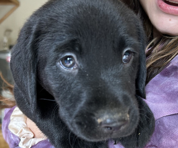 Medium Photo #1 Labrador Retriever Puppy For Sale in MARYVILLE, TN, USA