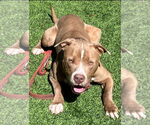 Small #22 American Staffordshire Terrier Mix