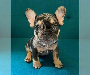 French Bulldog Dog for Adoption in Nepean, Ontario Canada
