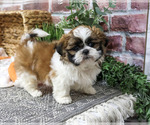 Lion - Male Shih Tzu Puppy for Sale - Photo #6